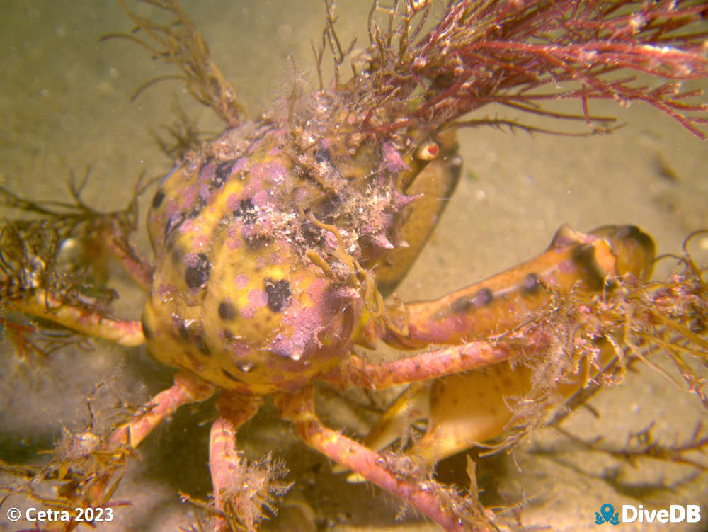 Photo of Decorator Crab at Port Noarlunga Jetty. 