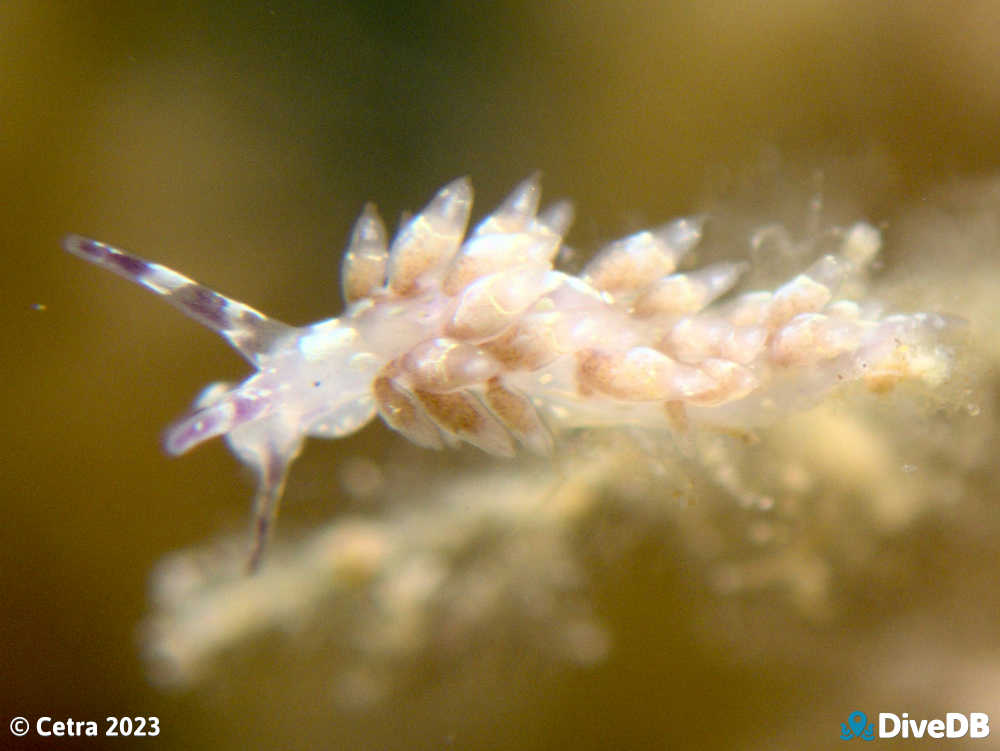 Photo of Trinchesia RB14 at Port Noarlunga Jetty. 