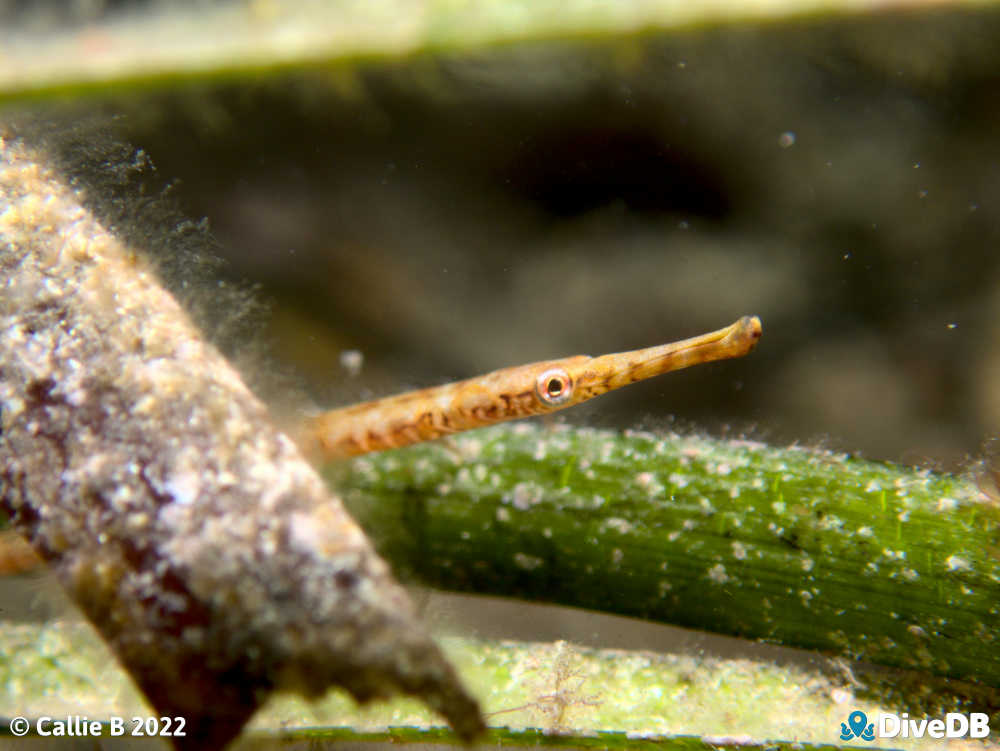 Photo of Gulf Pipefish at Port Hughes Jetty. 