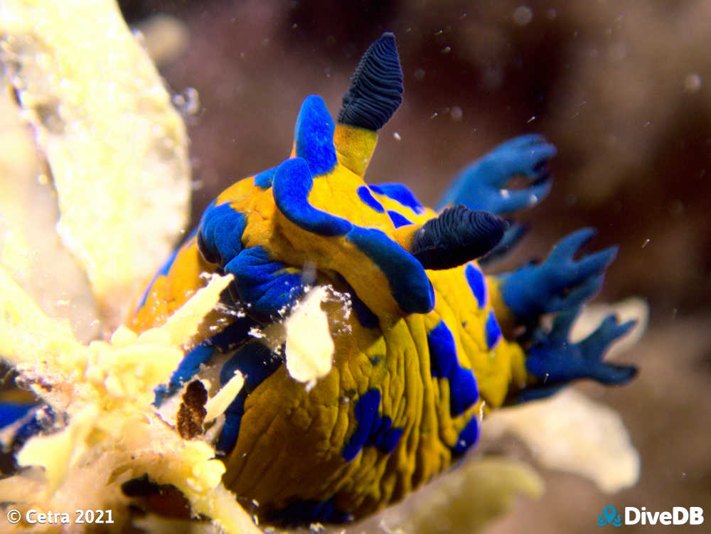 Photo of Verco's nudibranch at Port Noarlunga Jetty. 