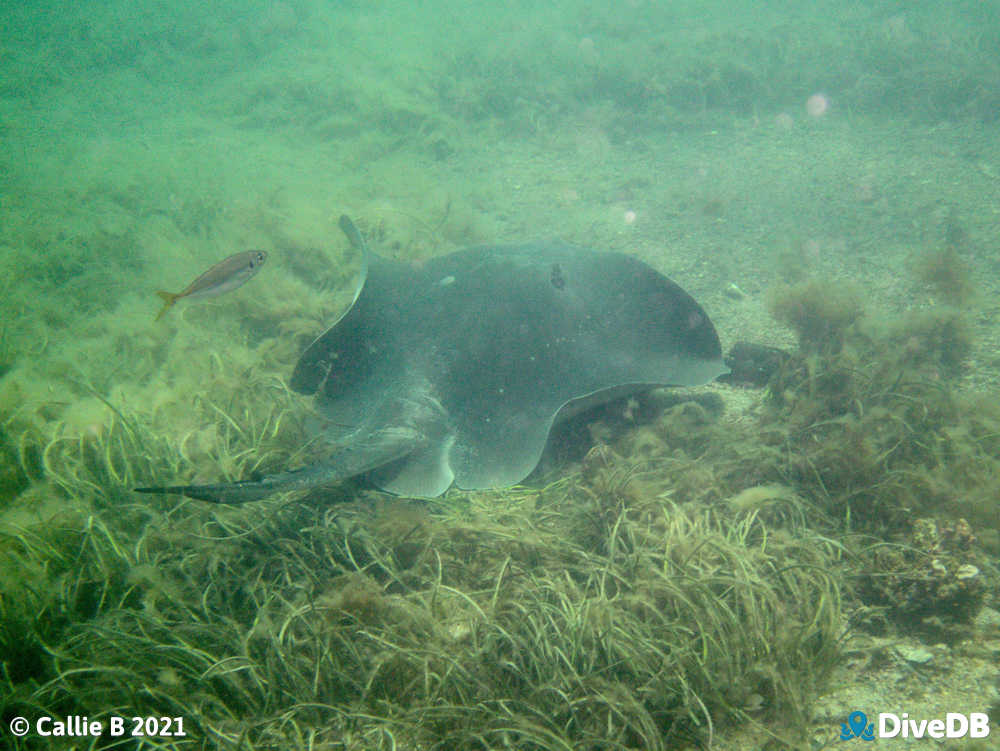 Photo of Smooth Stingray at Port Hughes Jetty. 