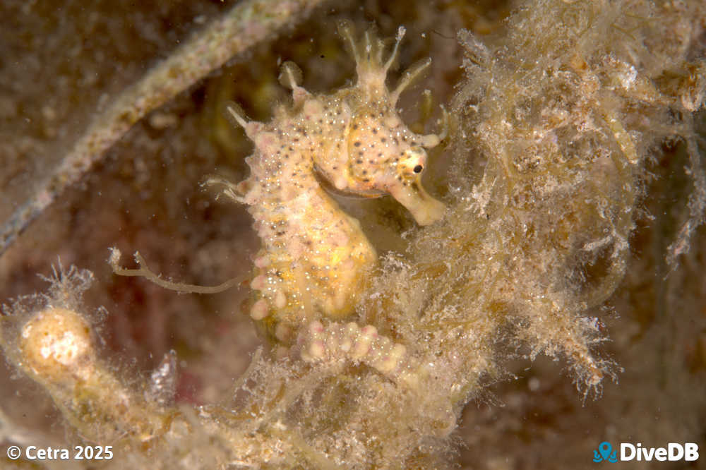 Photo of Shorthead Seahorse at Port Hughes Jetty. 