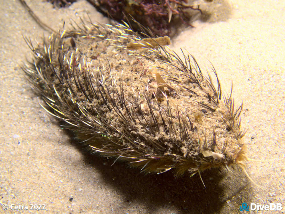 Photo of Sea Mouse at Port Noarlunga Jetty. 