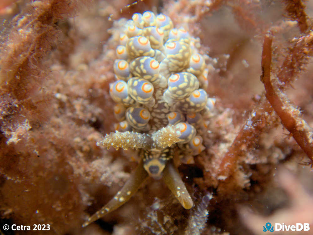 Photo of Beolidia australis at Port Victoria Jetty. 