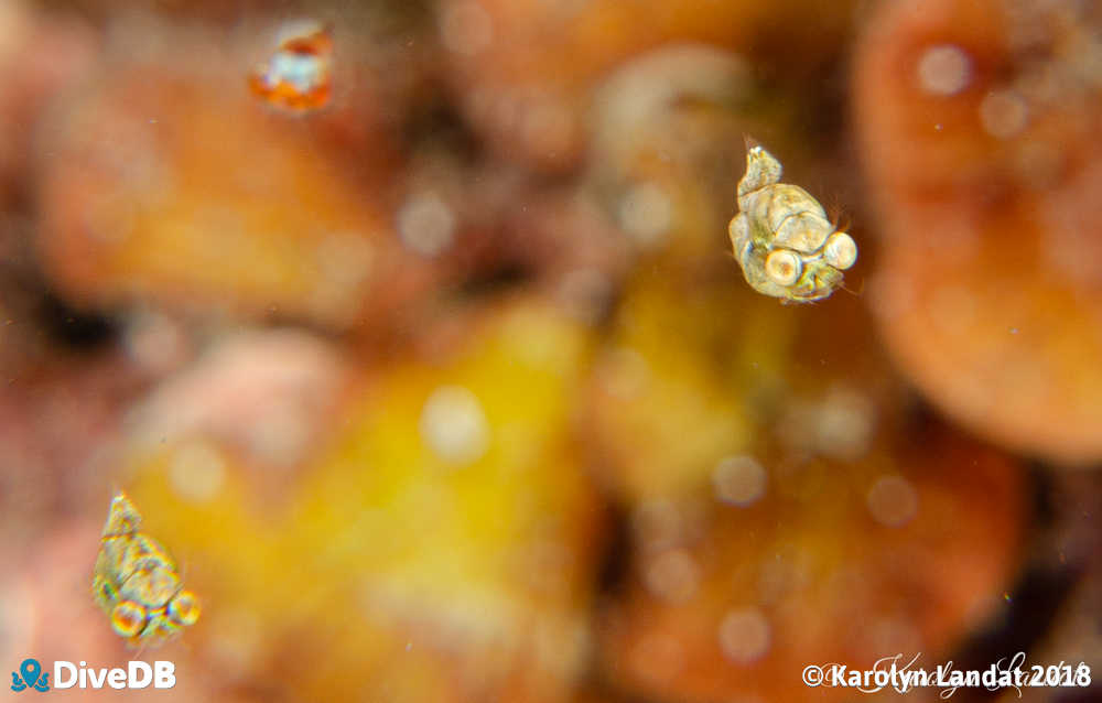 Photo of Sea Bees at Edithburgh Jetty. 