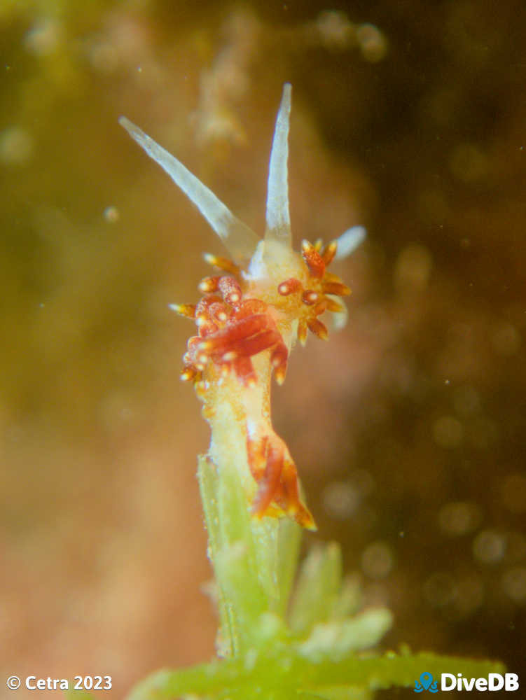 Photo of Tularia bractea at Port Noarlunga Jetty. 