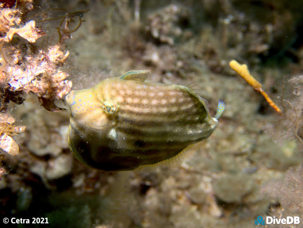 Photo of Southern Pygmy Leatherjacket at Rapid Bay. 