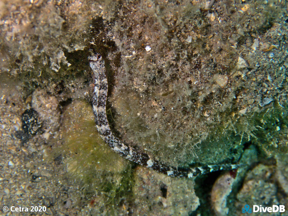 Photo of Rhino Pipefish at Edithburgh Jetty. 