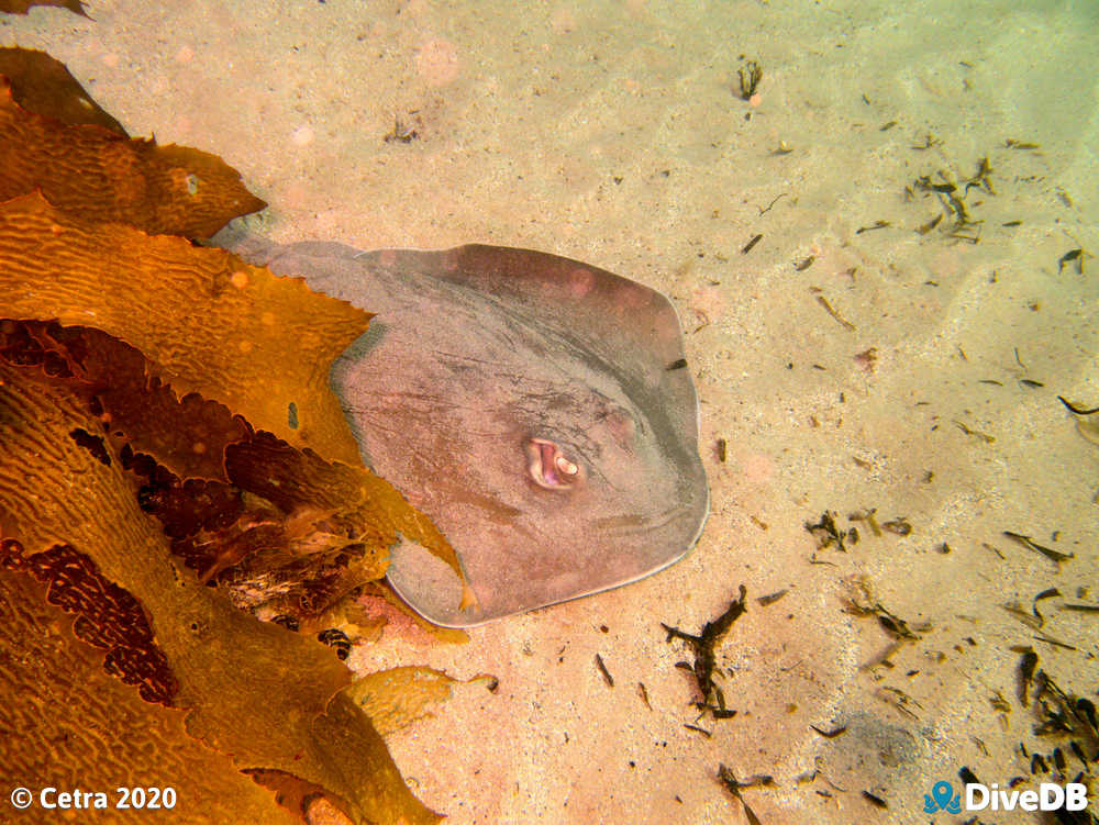 Photo of Stingray at Port Noarlunga Jetty. 