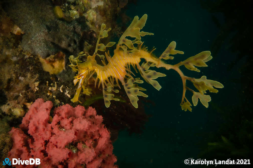 Photo of Leafy Seadragon. 