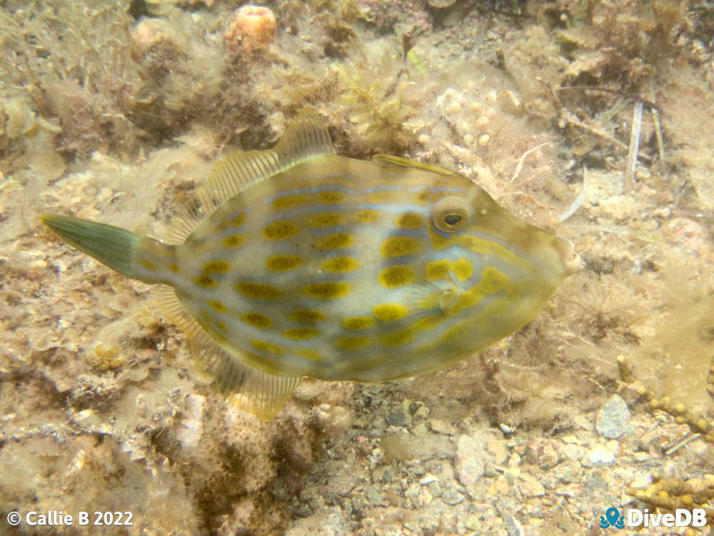 Photo of Mosaic Leatherjacket at Rapid Bay. 