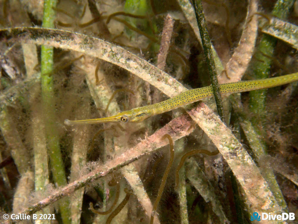 Photo of Spotted Pipefish at Port Hughes Jetty. 