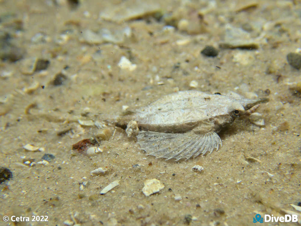 Photo of Sculptured Seamoth at Ardrossan Jetty. 