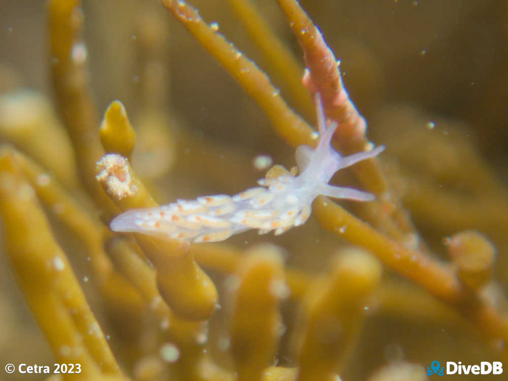 Photo of Flamboyant at Port Noarlunga Jetty. 