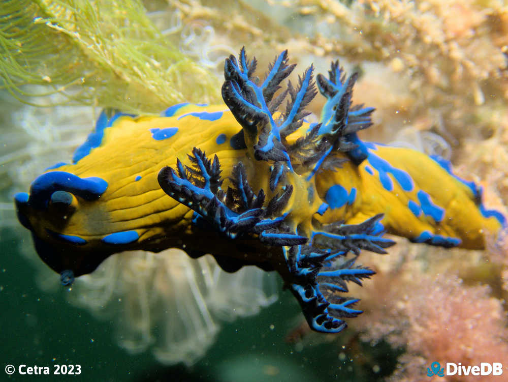 Photo of Verco's nudibranch at Blairgowrie Pier. 