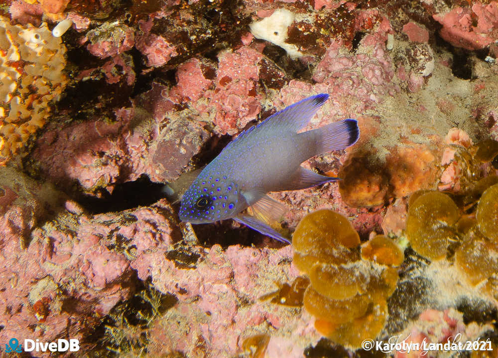 Photo of Southern Blue Devil at Second Valley. 