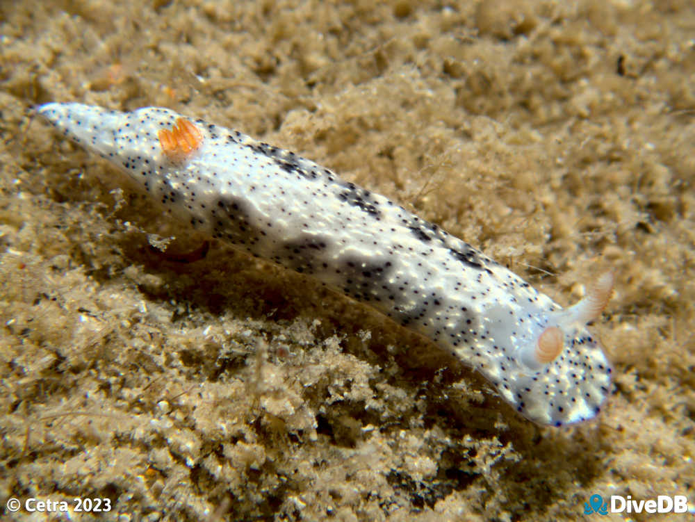 Photo of Salt and Pepper at Port Noarlunga Jetty. 