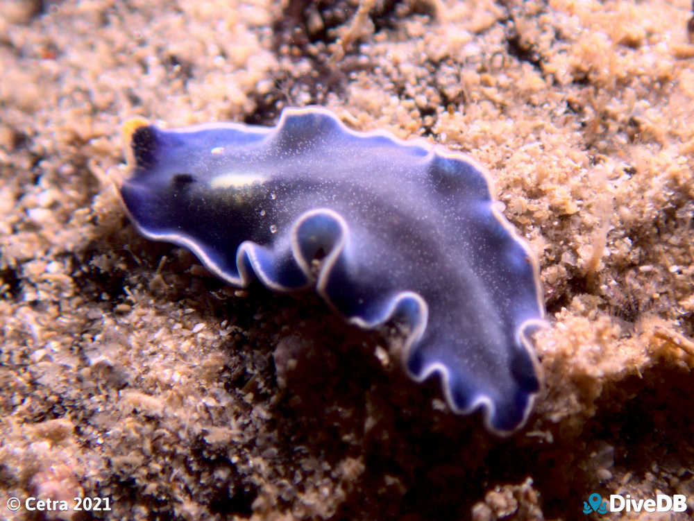 Blue Flatworm