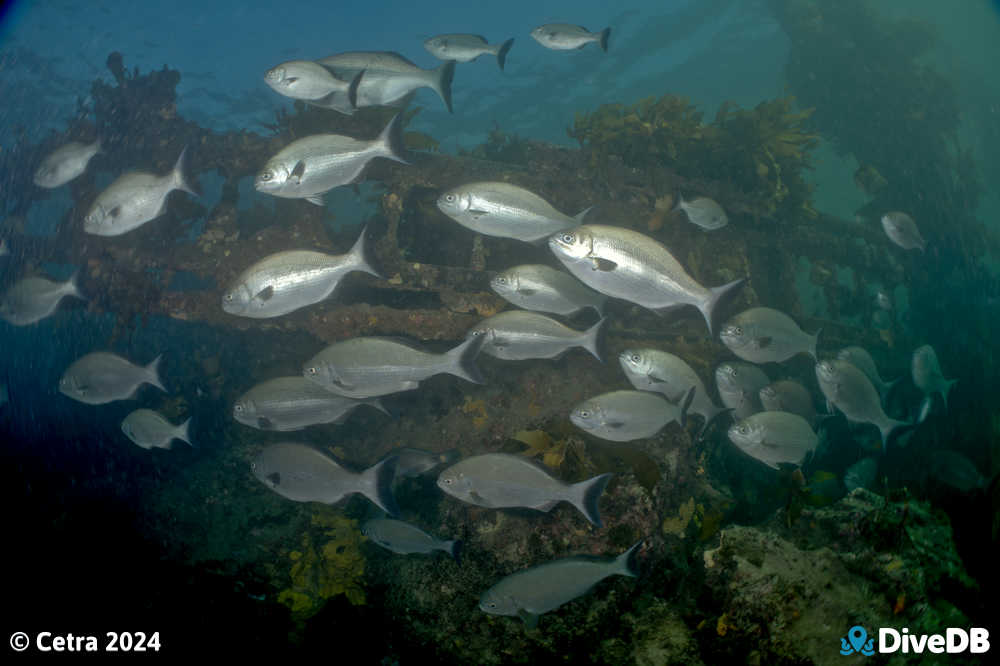 Photo at Port Noarlunga Jetty. 