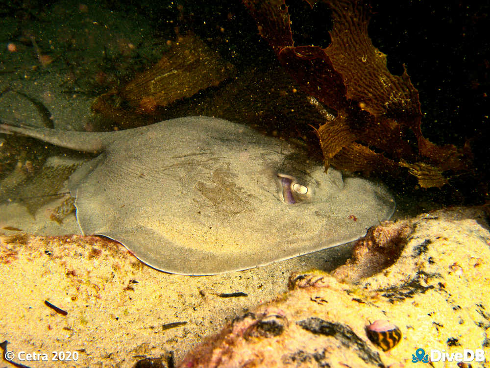 Photo of Stingray at Port Noarlunga Jetty. 