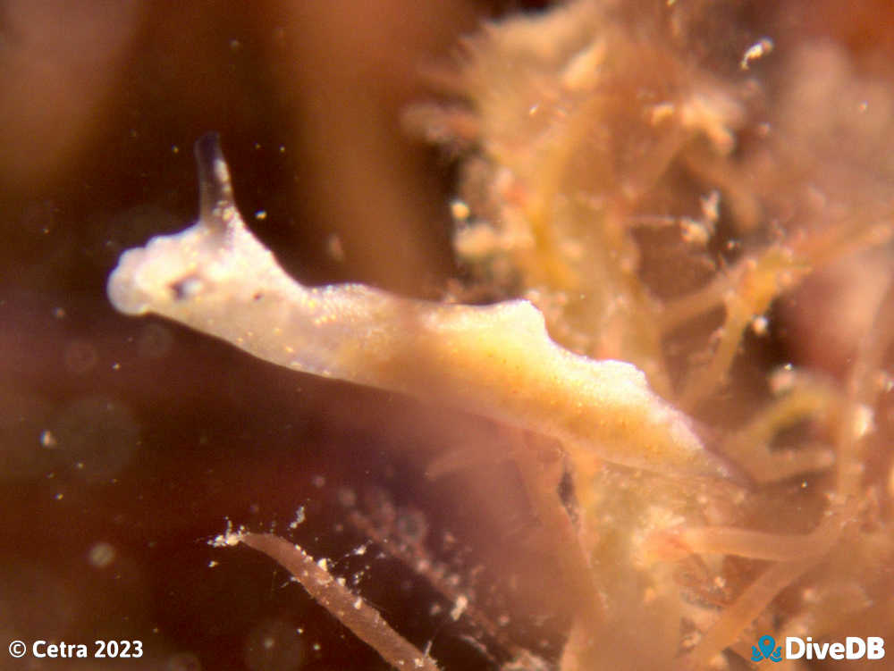 Photo of Disco Slug at Glenelg Blocks (North). 