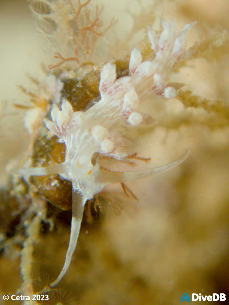 Photo of Createna lineata at Port Noarlunga Jetty. 