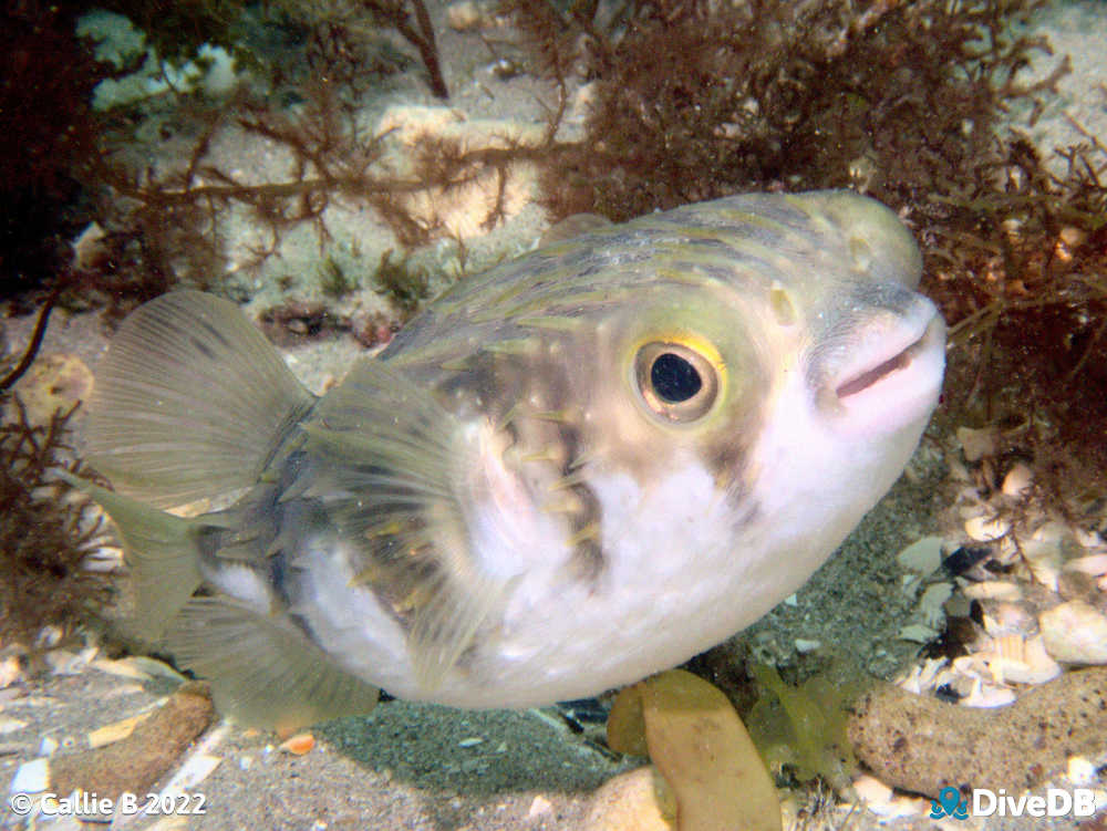 Photo of Globefish. 