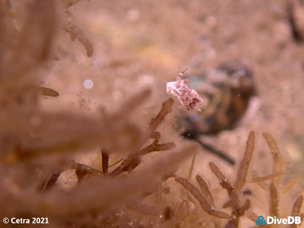 Photo of Trinchesia RB14 at Port Noarlunga Jetty. 