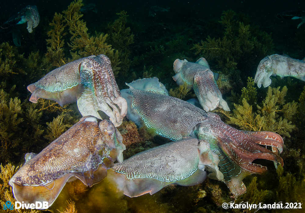 Photo at Whyalla Cuttlefish. 