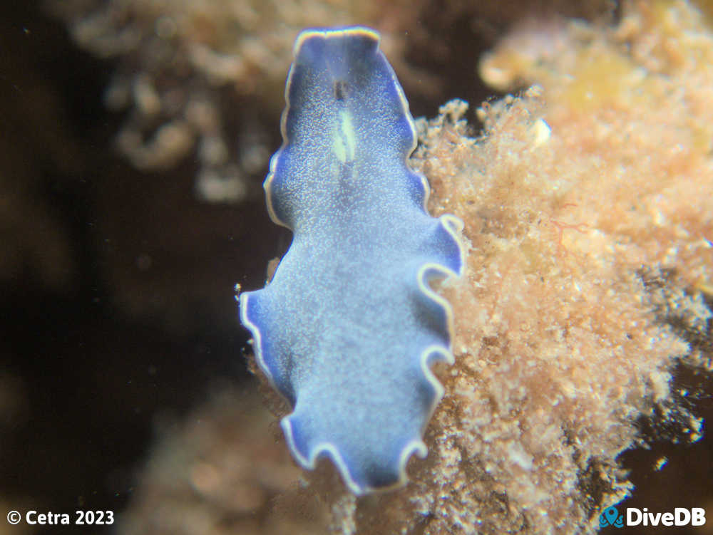 Photo of Blue Flatworm at Edithburgh Jetty. 