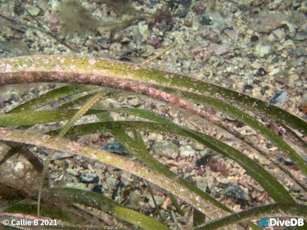 Photo of Spotted Pipefish at Port Hughes Jetty. 