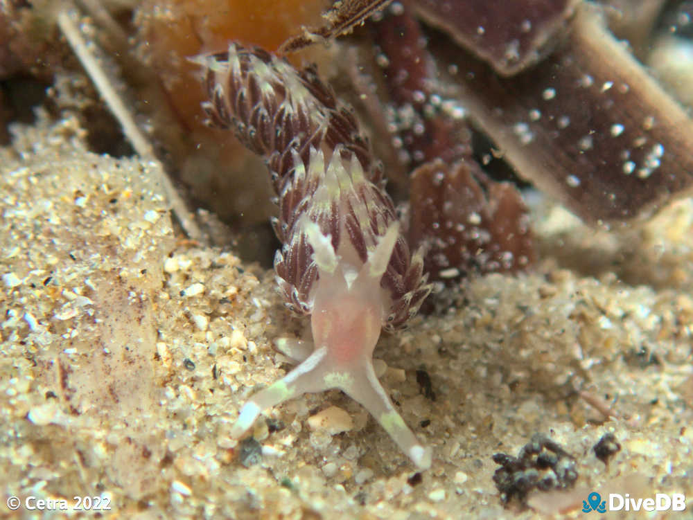 Photo of Facelina sp.3 at Port Noarlunga Jetty. 