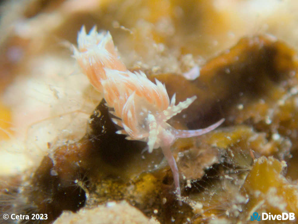 Photo of Trinchesia thelmae at Port Noarlunga Jetty. 