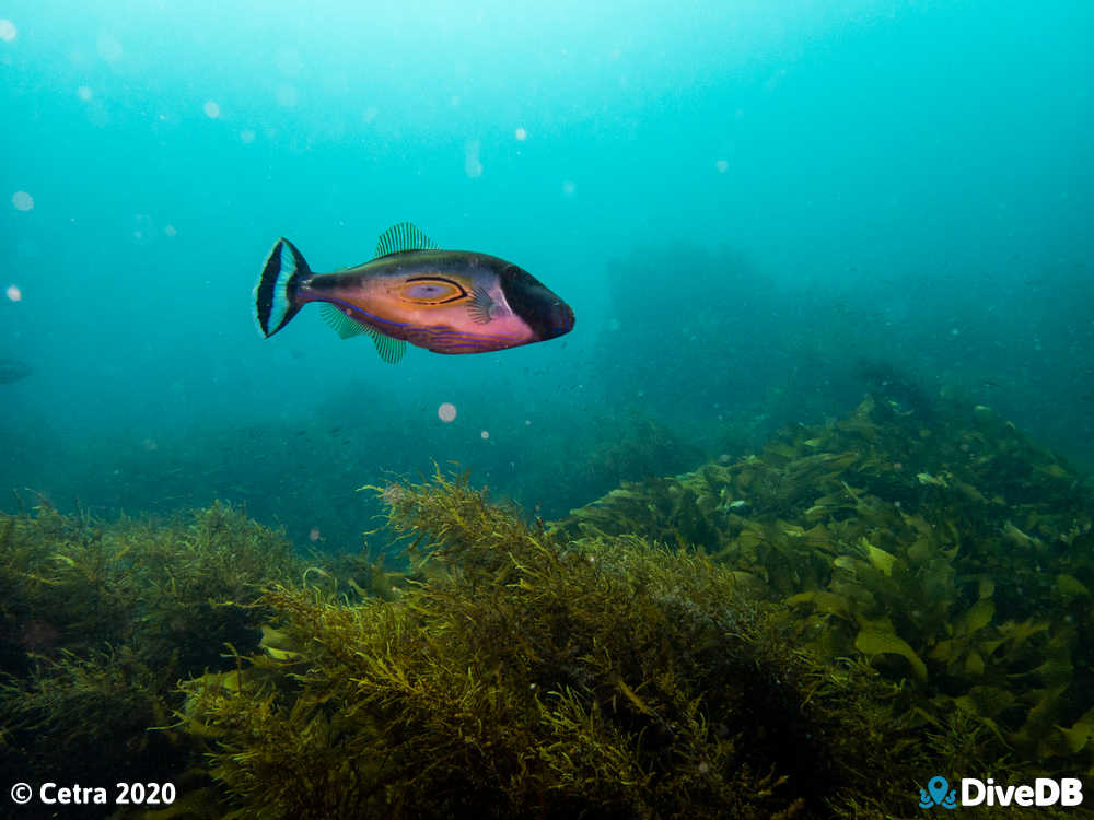 Photo of Horseshoe Leatherjacket at Aldinga Pinnacles. 