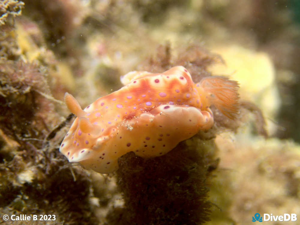 Photo of Short-tailed Sea Slug. 