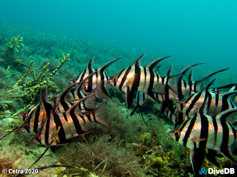 Photo of Old wife at Seacliff Reef. 