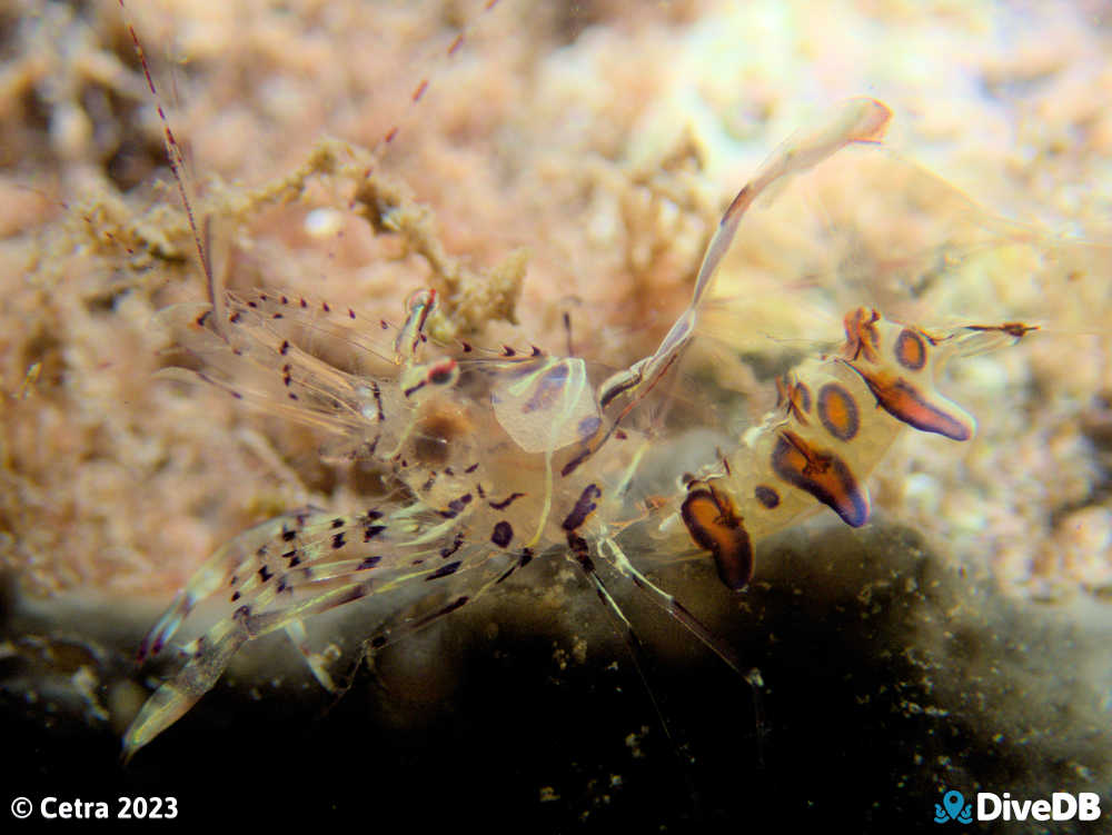 Photo of Ancylomenes aesopius at Port Victoria Jetty. 