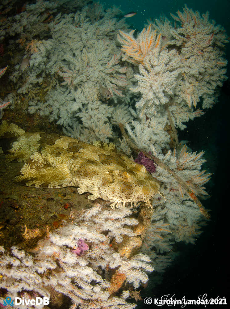 Photo of Wobbegong at Claris. 