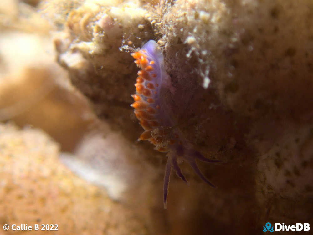 Photo of Flamboyant at Port Hughes Jetty. 