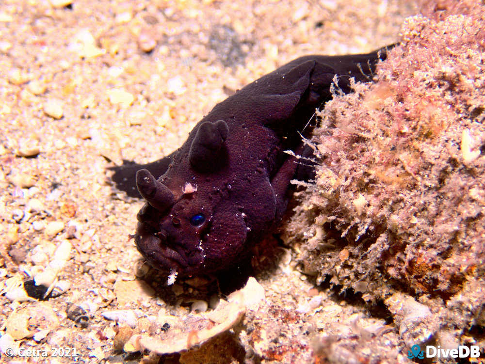 Photo of Angler Fish at Edithburgh Jetty. 