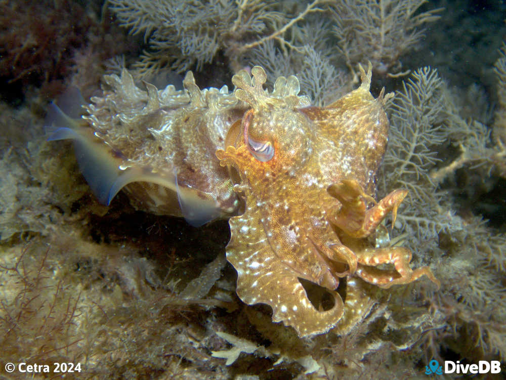 Photo at Port Noarlunga Jetty. 