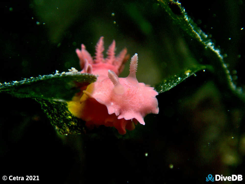 Photo of Verconia verconis at Edithburgh Jetty. 