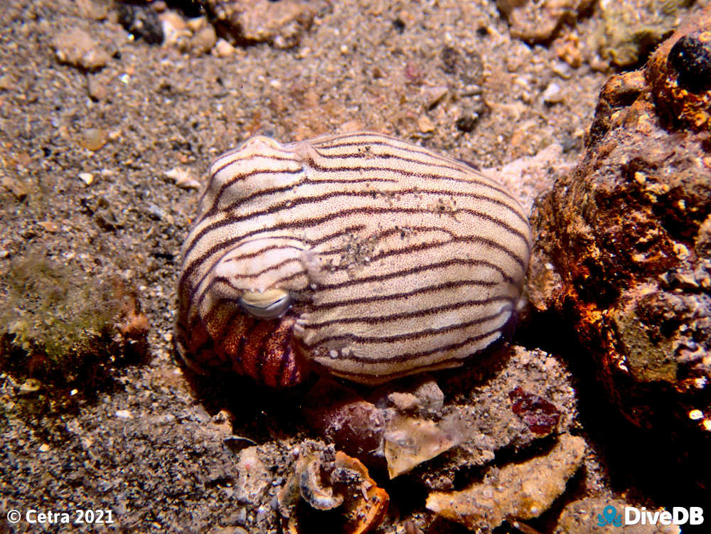 Photo of Pyjama Squid at Edithburgh Jetty. 