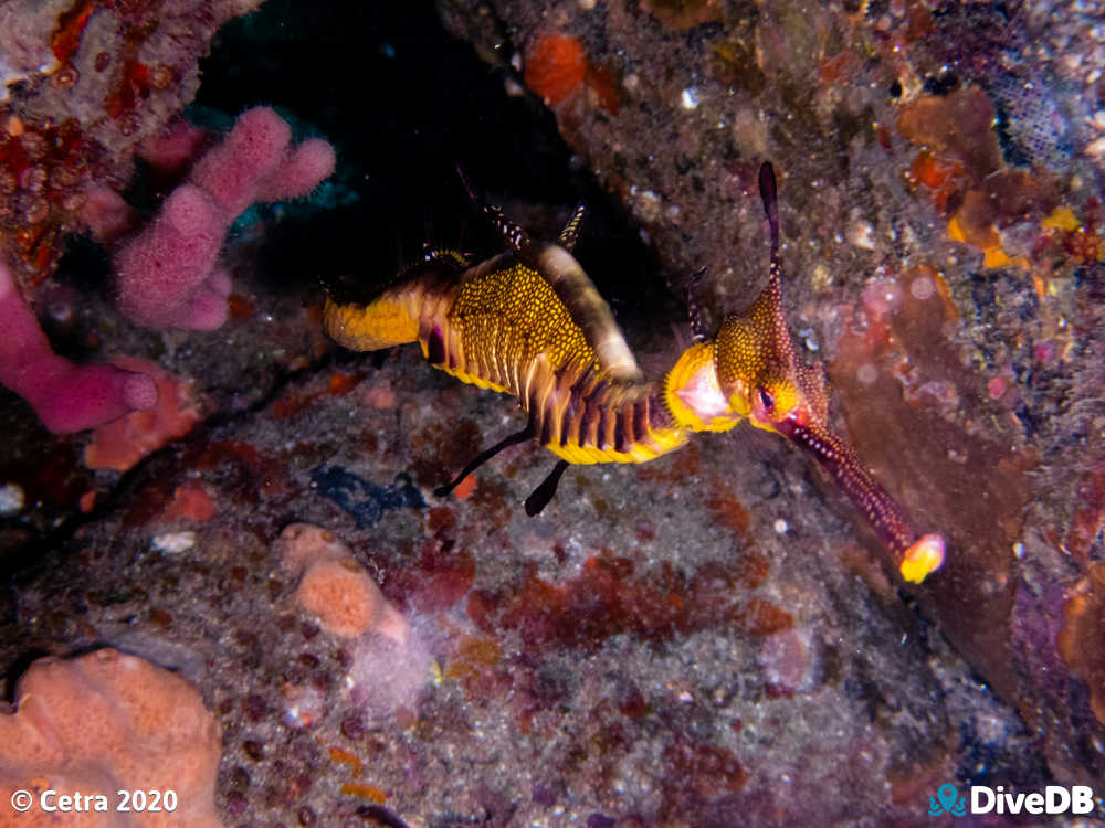Photo of Weedy Seadragon at Glenelg Tyre Reef. 