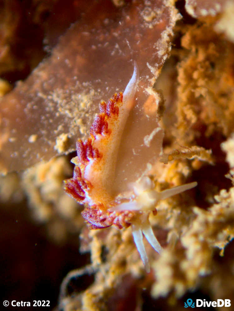 Photo of Tularia bractea at MV Seawolf. 