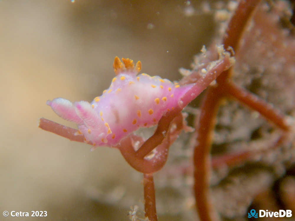 Photo of Polycera janjukia at Port Noarlunga Jetty. 