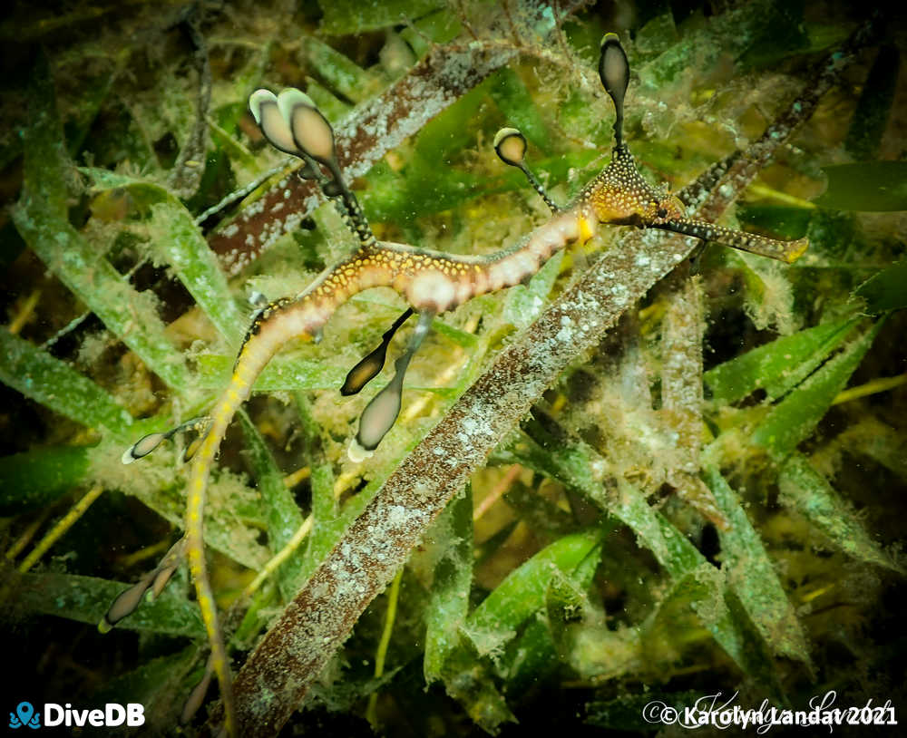 Photo of Weedy Seadragon at Port Victoria Jetty. 