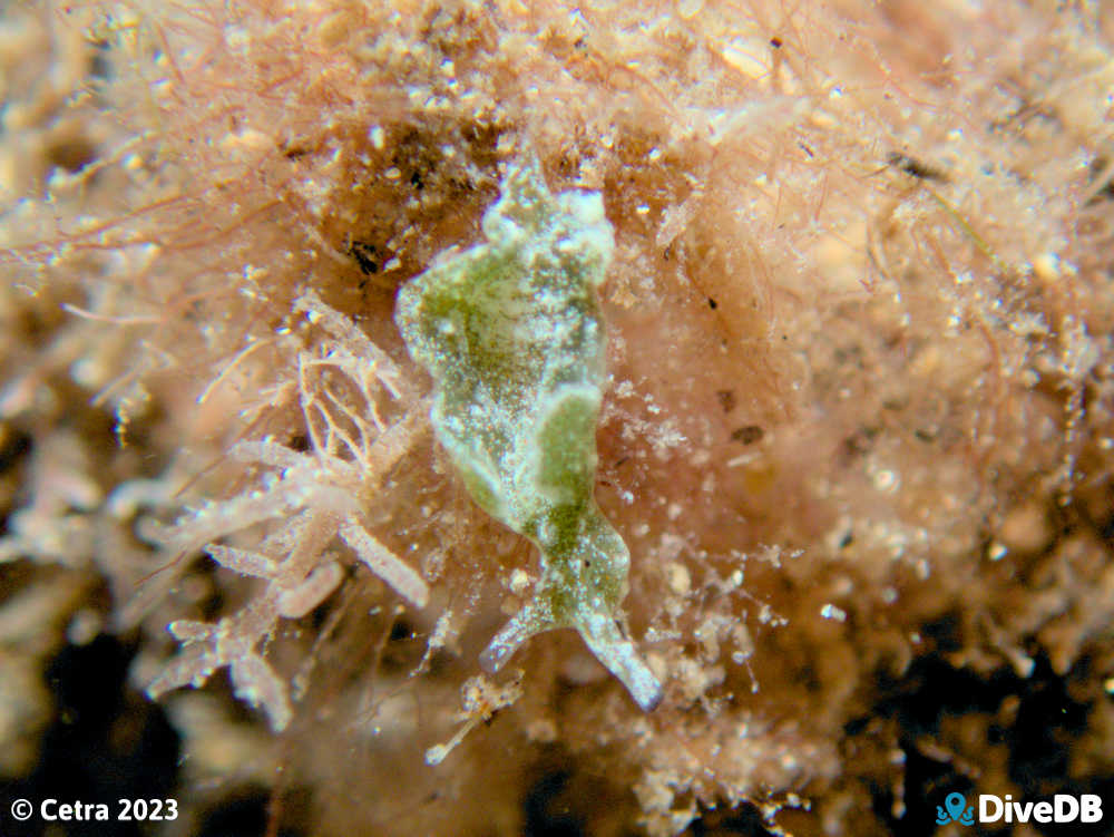 Photo of Disco Slug at Port Victoria Jetty. 