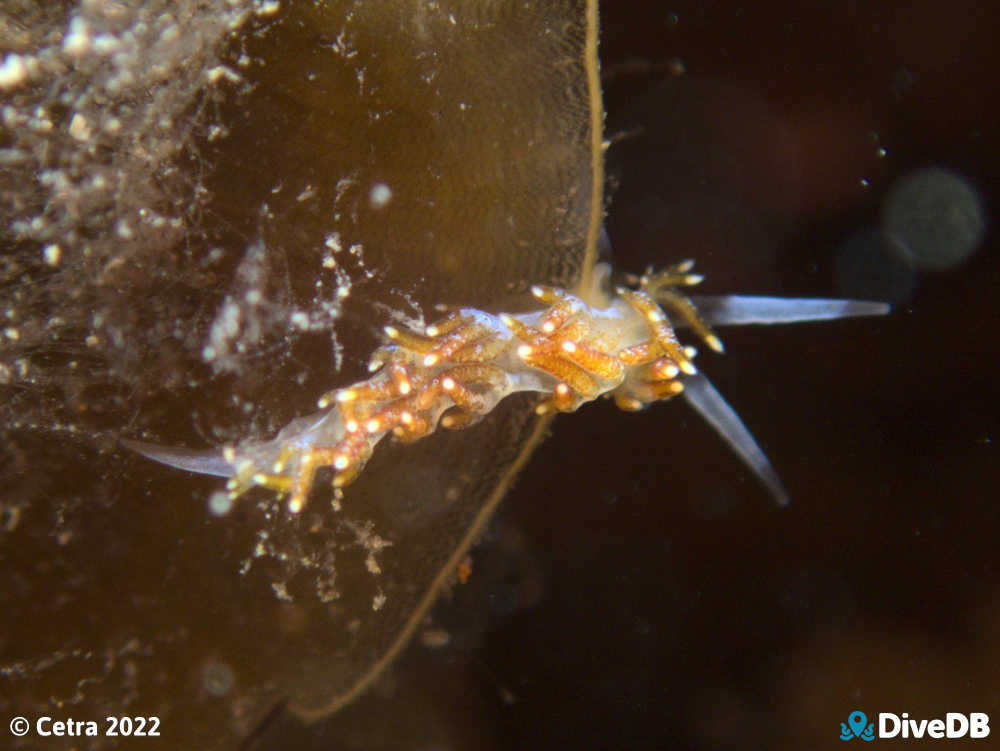 Photo of Tularia bractea at Port Noarlunga Jetty. 