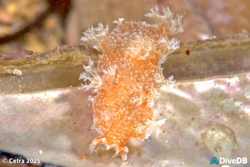 Photo of Marionia albany at Port Hughes Jetty. 